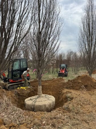Gladwyne, PA Tree Transplanting Services