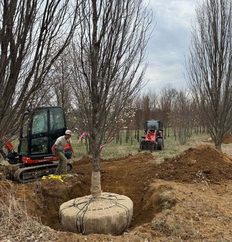 Gladwyne, PA Tree Transplanting Services