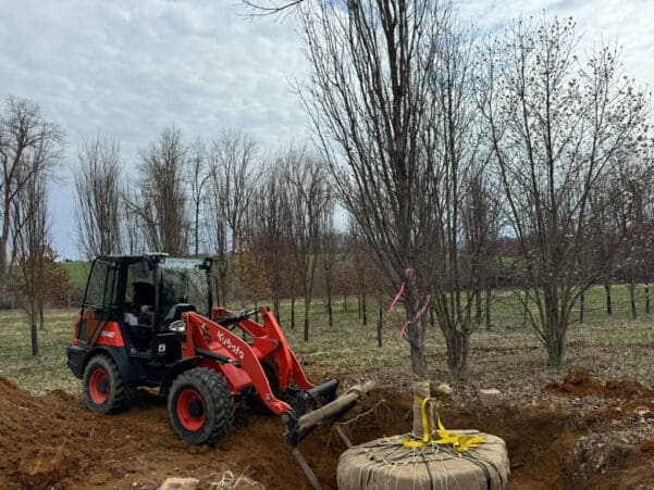 Gladwyne, PA Tree Transplanting Services