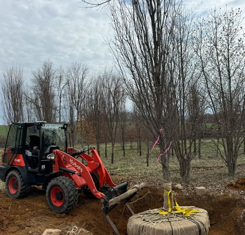 Gladwyne, PA Tree Transplanting Services