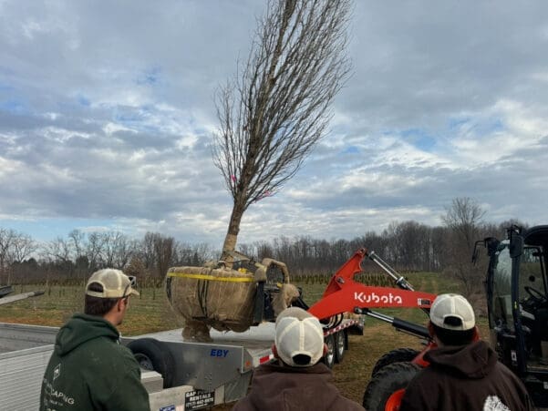 Gladwyne, PA Tree Transplanting Services