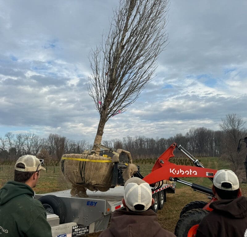 Gladwyne, PA Tree Transplanting Services